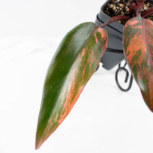 Philodendron 'Princess of Fire' (wk34-L55)