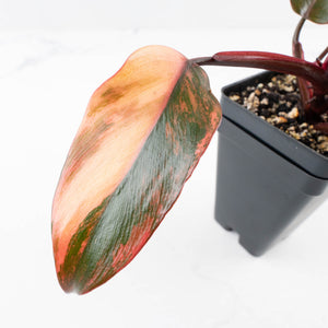 Philodendron 'Princess of Fire' (wk34-L55)