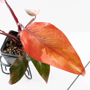 Philodendron 'Princess of Fire' (wk34-L55)