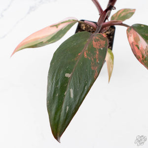 Philodendron 'Princess of Fire' (wk38-L150)