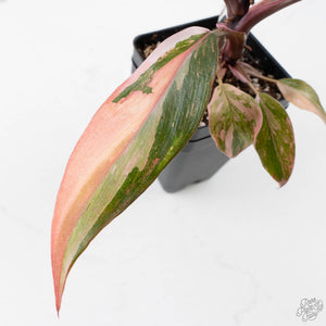 Philodendron 'Princess of Fire' (wk38-L150)
