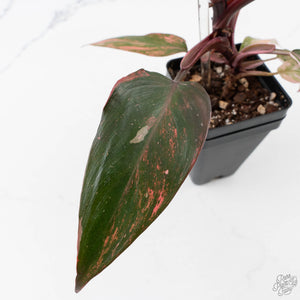 Philodendron 'Princess of Fire' (wk38-L150)