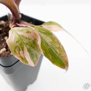 Philodendron 'Princess of Fire' (wk38-L150)