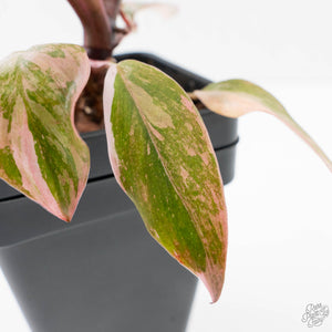 Philodendron 'Princess of Fire' (wk38-L150)