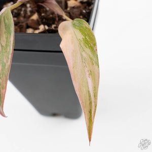 Philodendron 'Princess of Fire' (wk38-L150)