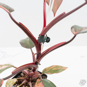 Philodendron 'Princess of Fire' (wk38-L150)