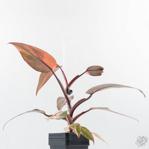Philodendron 'Princess of Fire' (wk38-L150)