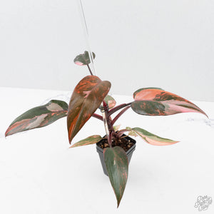 Philodendron 'Princess of Fire' (wk38-L150)