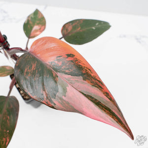 Philodendron 'Princess of Fire' (wk38-L150)
