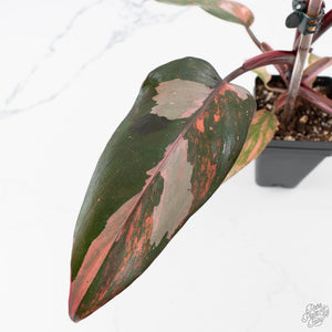 Philodendron 'Princess of Fire' (wk38-L150)