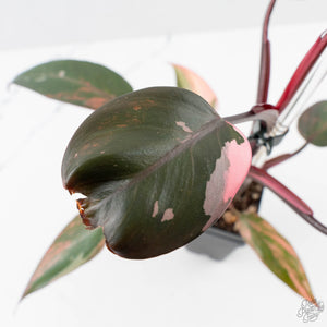 Philodendron 'Princess of Fire' (wk38-L150)