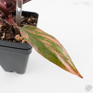 Philodendron 'Princess of Fire' (wk38-L150)