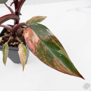 Philodendron 'Princess of Fire' (wk38-L150)