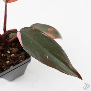 Philodendron 'Princess of Fire' (wk40-L19)