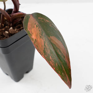 Philodendron 'Princess of Fire' (wk40-L19)