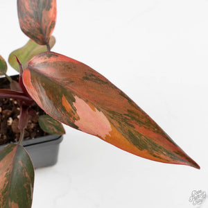 Philodendron 'Princess of Fire' (wk40-L19)
