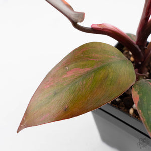 Philodendron 'Princess of Fire' (wk40-L19)