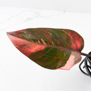 Philodendron 'Princess of Fire' (wk35-L210)