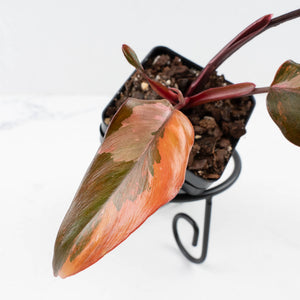 Philodendron 'Princess of Fire' (wk35-L211)