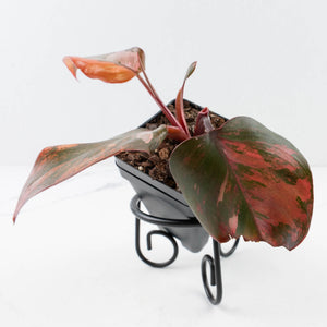 Philodendron 'Princess of Fire' (wk35-L211)