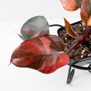 Philodendron 'Princess of Fire' (wk35-L212)