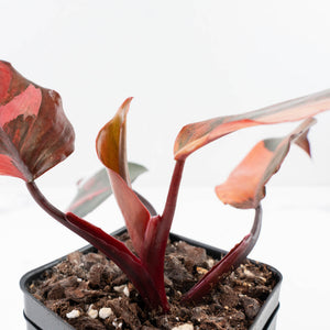 Philodendron 'Princess of Fire' (wk35-L212)