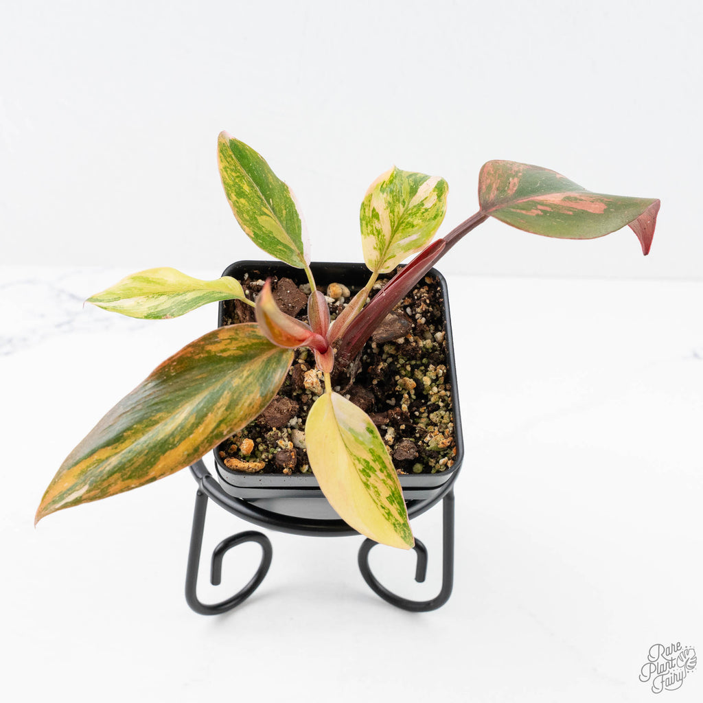 philodendron princess of fire Philodendron 'Princess of Fire' (wk20-F)