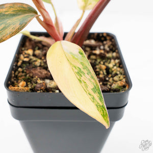 Philodendron 'Princess of Fire' (wk20-F)