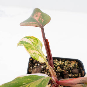 Philodendron 'Princess of Fire' (wk20-F)