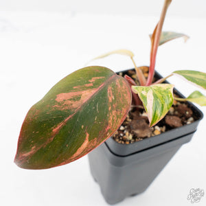 Philodendron 'Princess of Fire' (wk20-F)