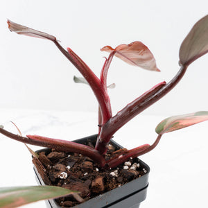 Philodendron 'Princess of Fire' (wk34-L43)