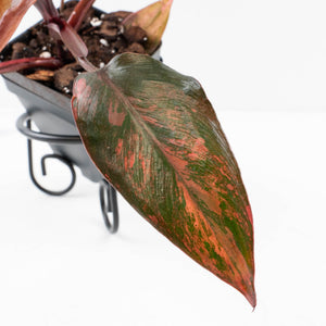 Philodendron 'Princess of Fire' (wk34-L43)