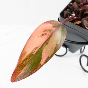 Philodendron 'Princess of Fire' (wk34-L43)