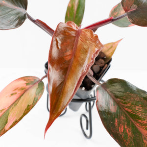 Philodendron 'Princess of Fire' (wk34-L43)