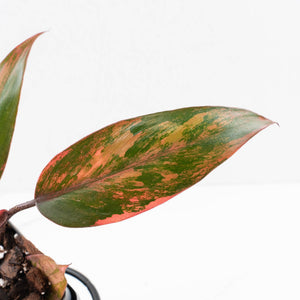 Philodendron 'Princess of Fire' (wk34-L43)