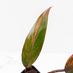 Philodendron 'Princess of Fire' (wk34-L43)