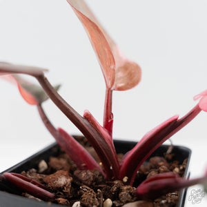 Philodendron 'Princess of Fire' (wk42-L210)