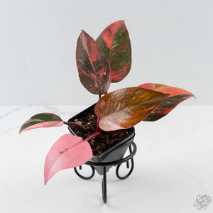 Philodendron 'Princess of Fire' (wk42-L210)