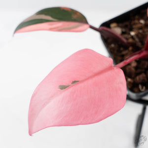 Philodendron 'Princess of Fire' (wk42-L210)