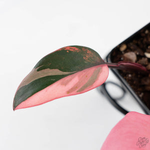 Philodendron 'Princess of Fire' (wk42-L210)