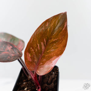 Philodendron 'Princess of Fire' (wk42-L210)