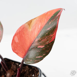 Philodendron 'Princess of Fire' (wk42-L210)