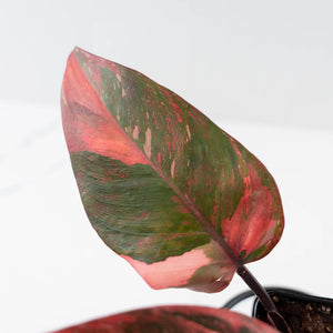 Philodendron 'Princess of Fire' (wk42-L210)