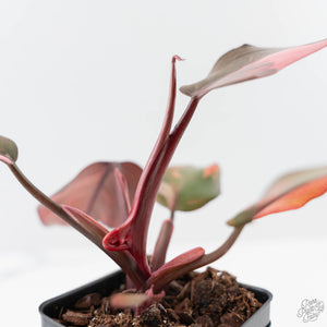 Philodendron 'Princess of Fire' (wk42-L211)