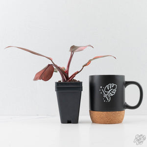 Philodendron 'Princess of Fire' (wk42-L211)