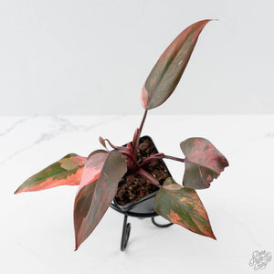 Philodendron 'Princess of Fire' (wk42-L211)