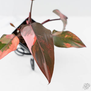Philodendron 'Princess of Fire' (wk42-L211)