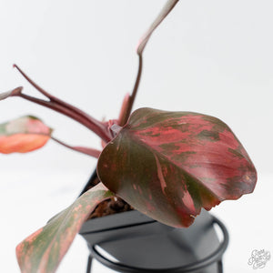 Philodendron 'Princess of Fire' (wk42-L211)