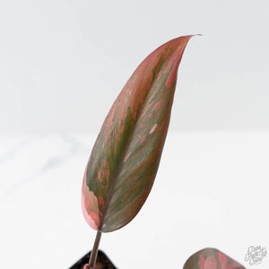 Philodendron 'Princess of Fire' (wk42-L211)