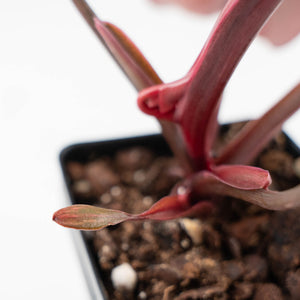 Philodendron 'Princess of Fire' (wk42-L211)